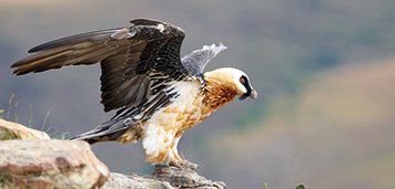 rte_france's tweet photo. RTE et Parc des #Pyrénées pour préserver patrimoine naturel culturel #Rte_Reso https://t.co/ZJi9HfUv9f @RTE_SudOuest https://t.co/RZyCDXjfYY