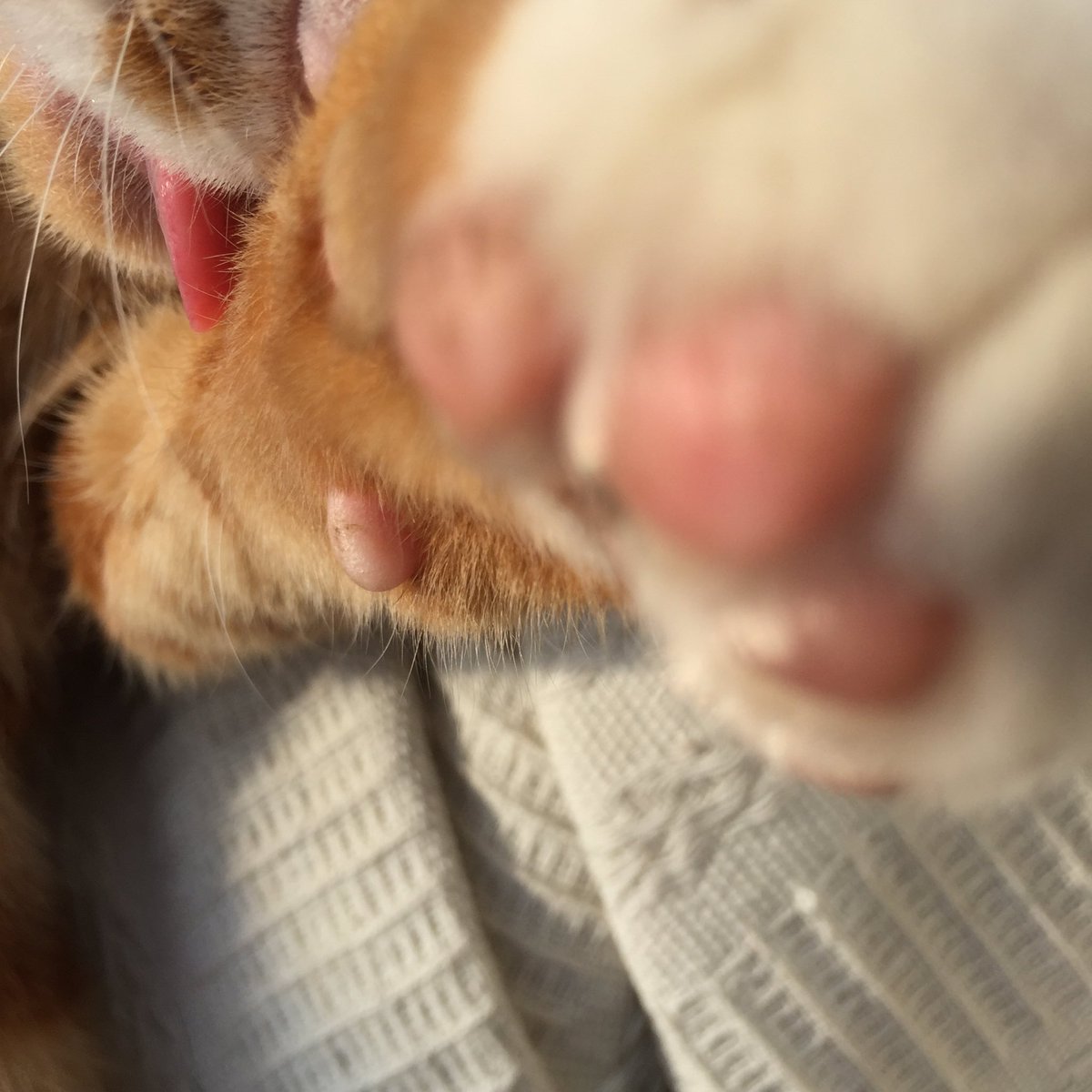 legogingertom's tweet photo. It takes a lot of grooming to look this handsome! #TongueOutTuesday #CatsOfTwitter https://t.co/JpkgwxNqs6