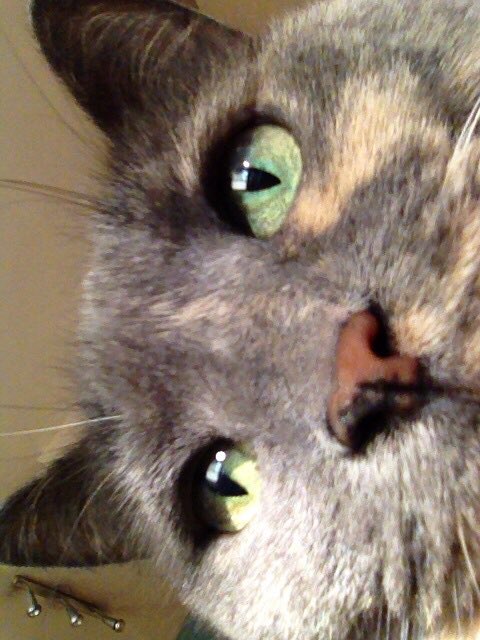 phoebe_cat's tweet photo. The Canadian perspective #CatsAgainstBrexit https://t.co/ctIJiwX3ud