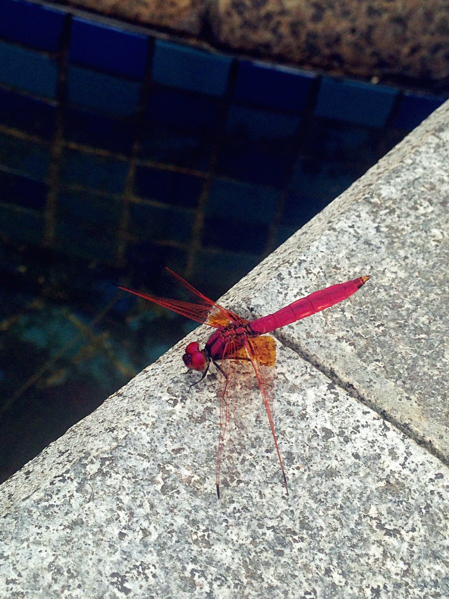 SADIEKBS's tweet photo. #dragonfly #reddragonfly https://t.co/yJRt4FSiG2