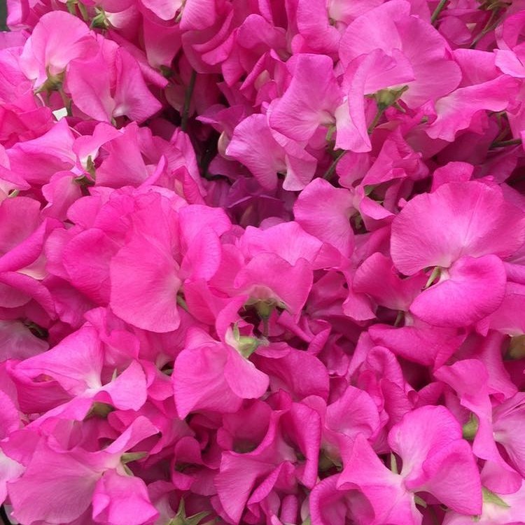Summer scented Sweet Pea....