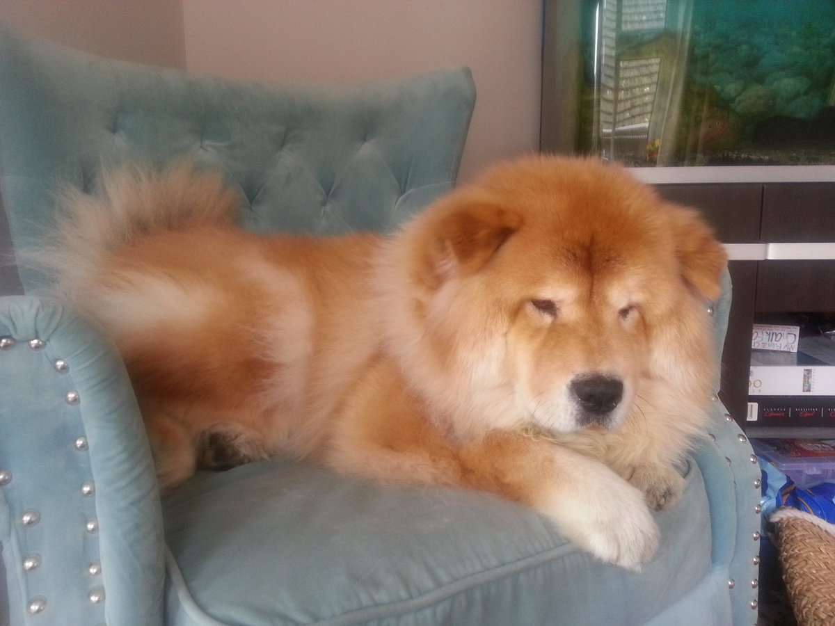 BonnyMallow1's tweet photo. @nobodysaidblog @periscopeco looks like my #chowchow walking in the field😁 https://t.co/CC2sry3nam
