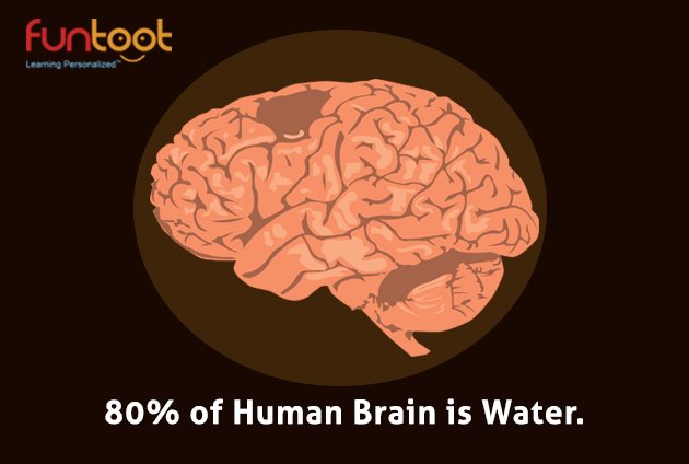 funtoot's tweet photo. Making sense of the brain's mind-boggling complexity isn't easy. #sciencefact #funtoot https://t.co/aa6rLjsMeG