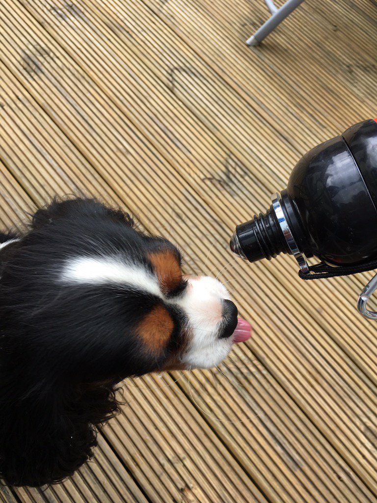 CavalierStanley's tweet photo. @Hugovalentino7 ask your dad for one of these! #thirstnomore @LongPawsPets @JoeMartoccia @EmmaFuturePR https://t.co/p35elSSYba