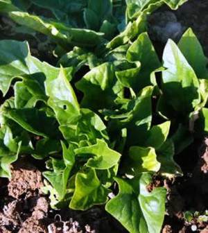 La Espinaca comienza su crecimiento desarrollando sus hojas en forma de roseta  @MinPPAPT