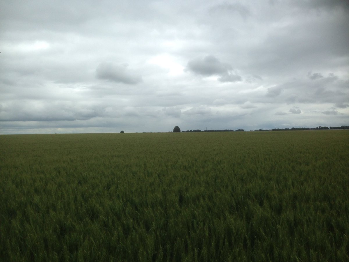 wadermaut's tweet photo. Prachtig perceel #limabel in #juprelle. Er kan geen aar meer bij! #limagrainbelgium #clovismatton https://t.co/lHcVrvD2CA