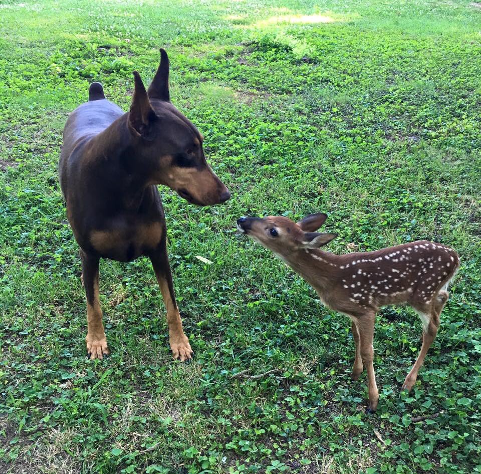 Dobermanfans's tweet photo. https://t.co/ojmgcMy5ZY
