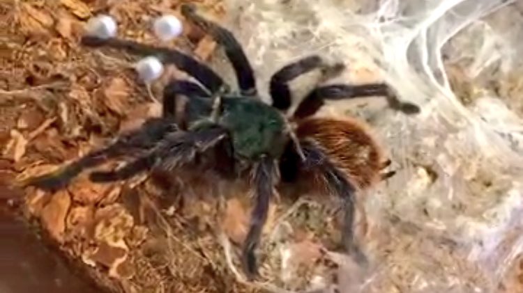 The only thing to fear is fear itself...and Spiders. 😈

🕷🕷🕷🕷🕷🕷🕷🕷🕷🕷🕷🕷🕷🕷

#OneRichmond