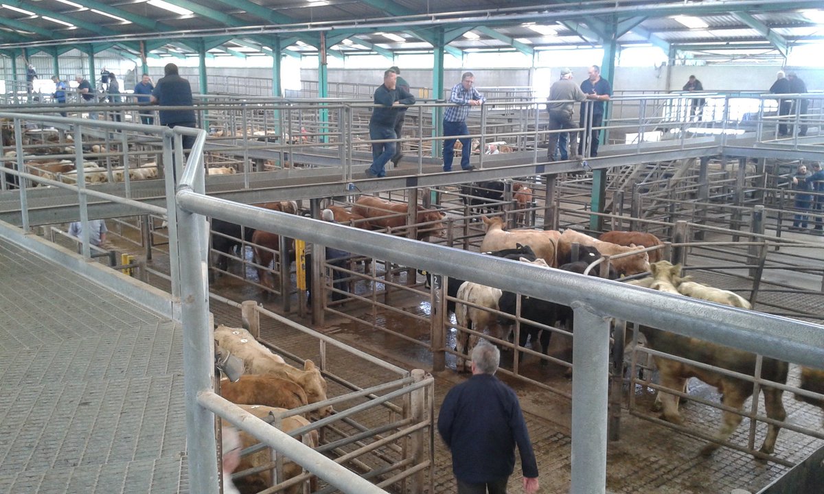 seandoorley's tweet photo. Beef tour of Pat & Annette Liddy and Ennis mart #newmartetonfergus #ennis #eufras #ialb https://t.co/NqwrRGNXp6