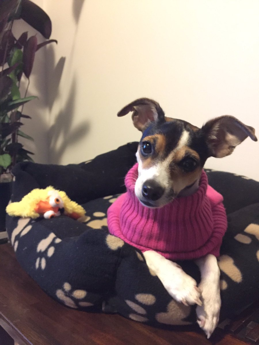 JaredsMohawk's tweet photo. Thank you will donate first thing Xx hello to @giggythepom from #roxythefoxy - Love your work @LisaVanderpump 💕 https://t.co/zuUcqKieg3
