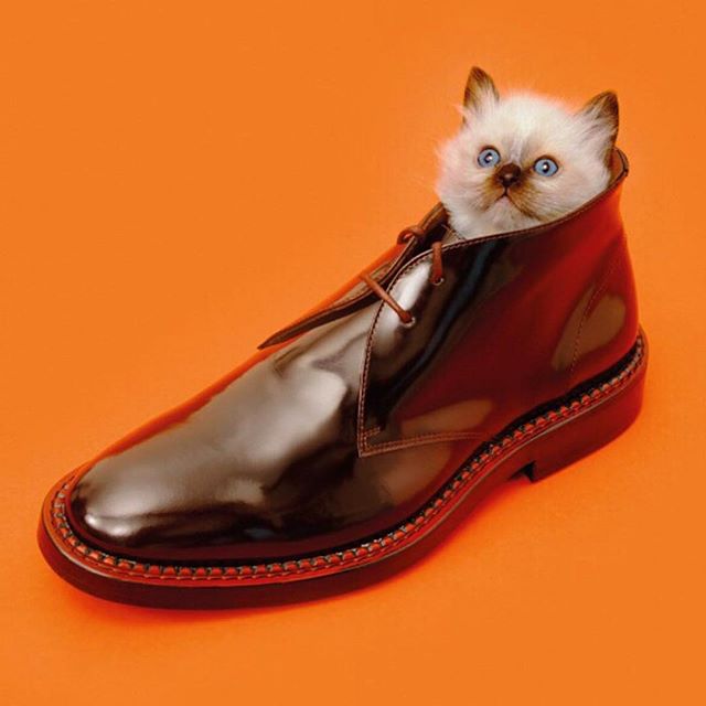 everydaytem's tweet photo. Just a cat in a shoe #kenzocat #thiscat #livinginashoe #😻😹 — https://t.co/98nc7l0Buk #inspiration https://t.co/Yb9bbztmWW