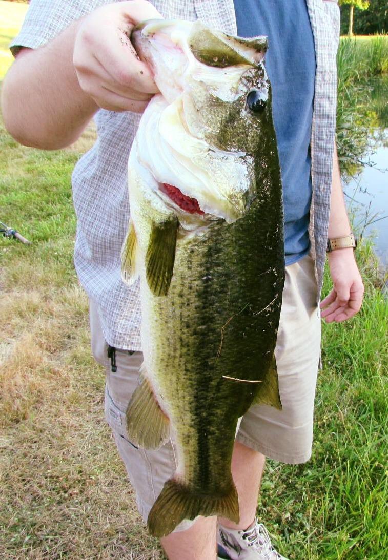 <a href="/AverageHunter/">Matt Staser</a> #TROPHYTuesday my bass I caught last week.