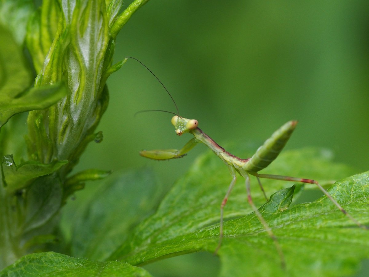 photosjpn's tweet image. Juvenile Praying Mantis in my garden in Kobe, Japan! #CNNiReport #cnntravel #CNNSpring #nature #travel