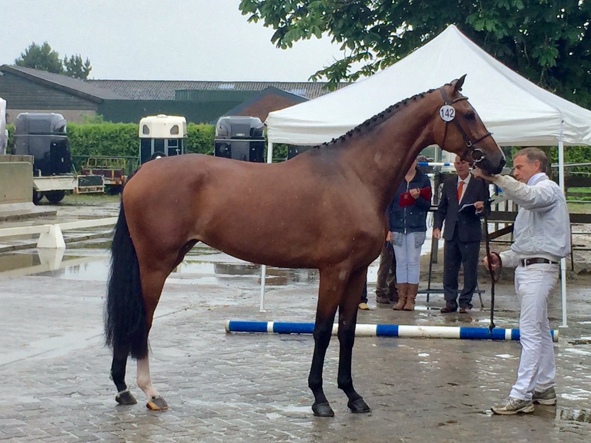 Anton van Limpt tweet media