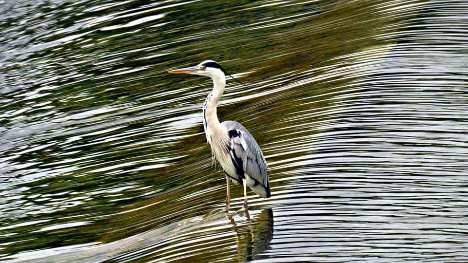 Ako niste znali, često gostuje i na Vrbasu.
Obožavam je :) Siva čaplja :)

#DaniUkoloru
#Banjaluka
#priroda