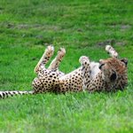 Photo by LEO ZCC (@LEOConservation)
