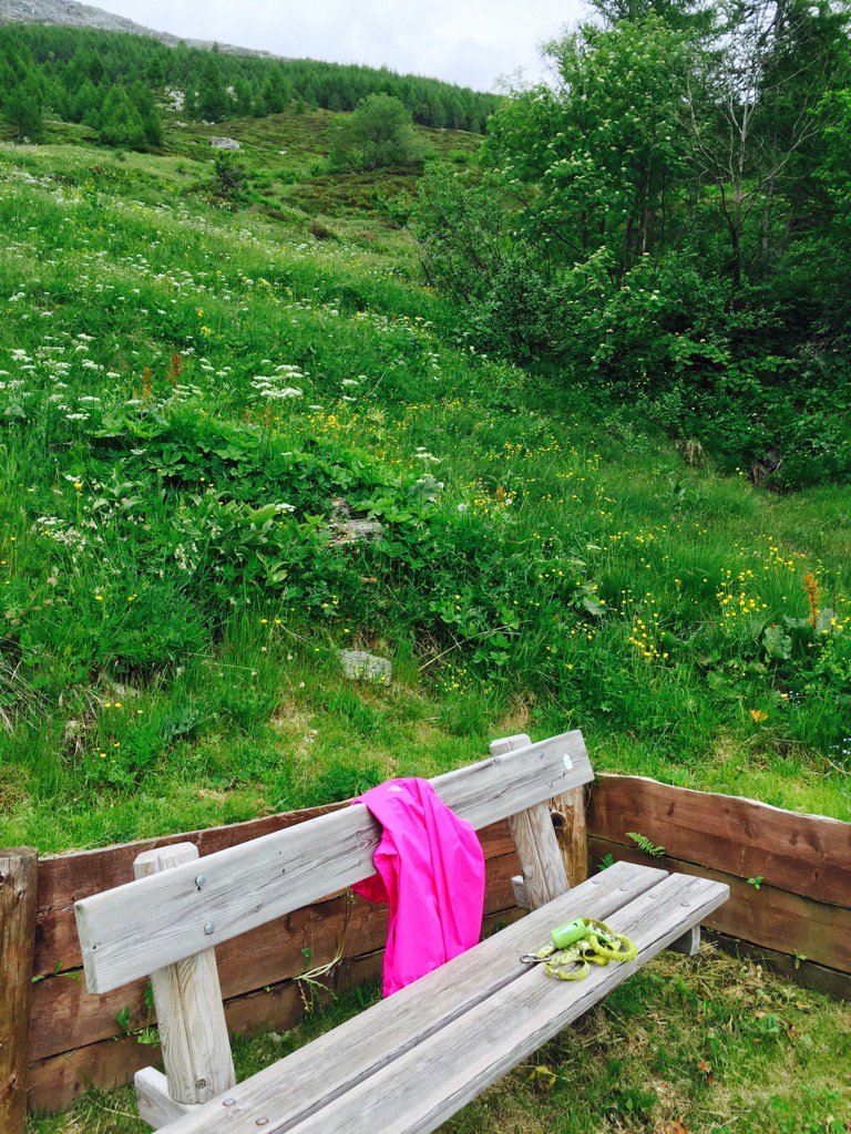 ale_gazzoli's tweet photo. #camminare #meditare #campanacci  #pascoli #fioriture #rododendri @madesimo @valtellina #viverelamontagna https://t.co/SztQoujCwr