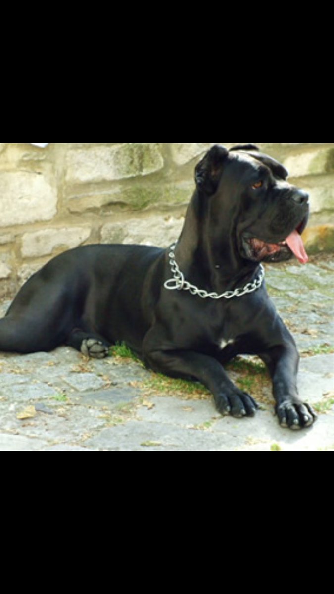 しま 今回紹介する犬は イタリアの古い犬です その名前は イタリアン コルソ ドック カネ コルソとも言われてますね 昔この犬は番犬 闘犬をしていました 今ではペットとして飼う人も いるみたいですけど この犬は非常に珍しい犬種ですね しま 今回紹介する犬は イタリアの古い犬です その名前は イタリアン コルソ ドック カネ コルソとも言われてますね 昔この犬は番犬 闘犬をしていました 今ではペットとして飼う人も いるみたいですけど この犬は非常に珍しい犬種ですね