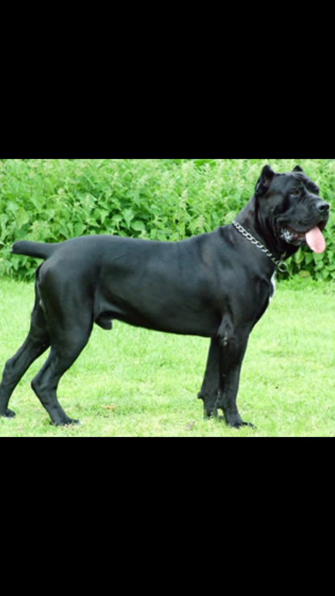 しま 今回紹介する犬は イタリアの古い犬です その名前は イタリアン コルソ ドック カネ コルソとも言われてますね 昔この犬は番犬 闘犬をしていました 今ではペットとして飼う人も いるみたいですけど この犬は非常に珍しい犬種ですね しま 今回紹介する犬は イタリアの古い犬です その名前は イタリアン コルソ ドック カネ コルソとも言われてますね 昔この犬は番犬 闘犬をしていました 今ではペットとして飼う人も いるみたいですけど この犬は非常に珍しい犬種ですね
