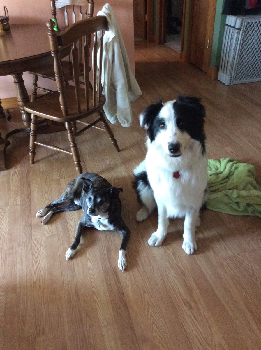 lyn_prelle's tweet photo. Love my adopted guys! #petpals #DB365 https://t.co/pQShsKY7Nz