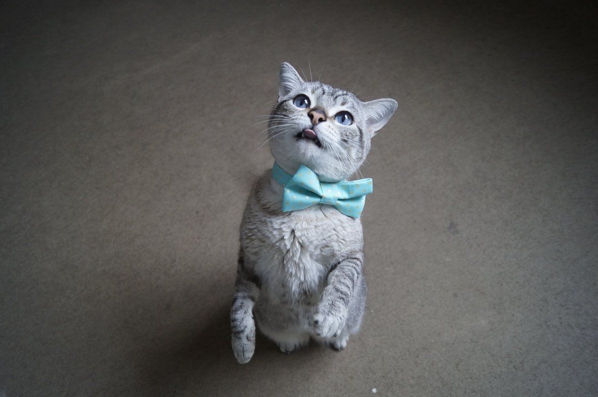 gato miu tweet media