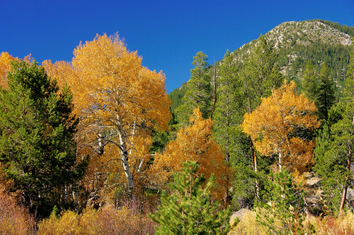 Alpine Aspen Fest tweet media