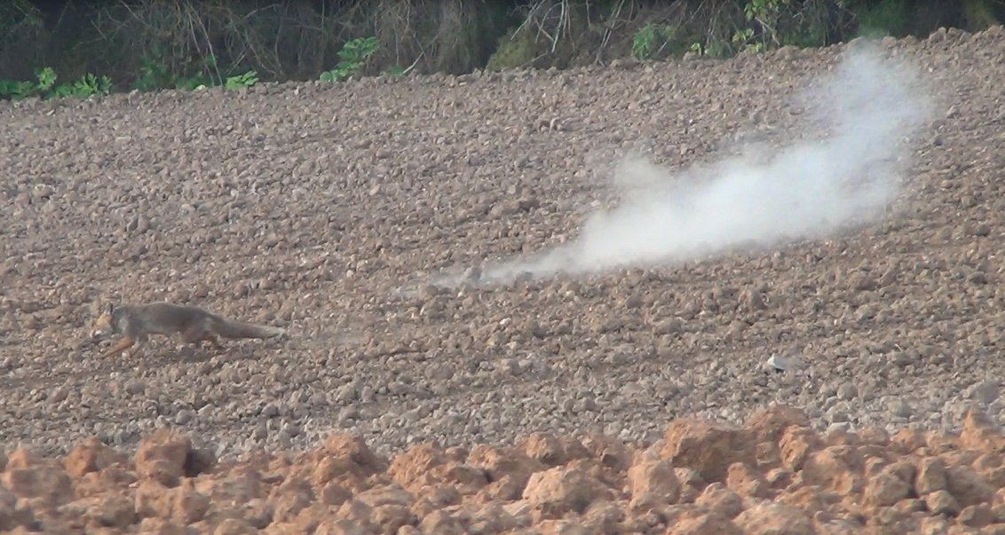 Se me escapó el raposete!!