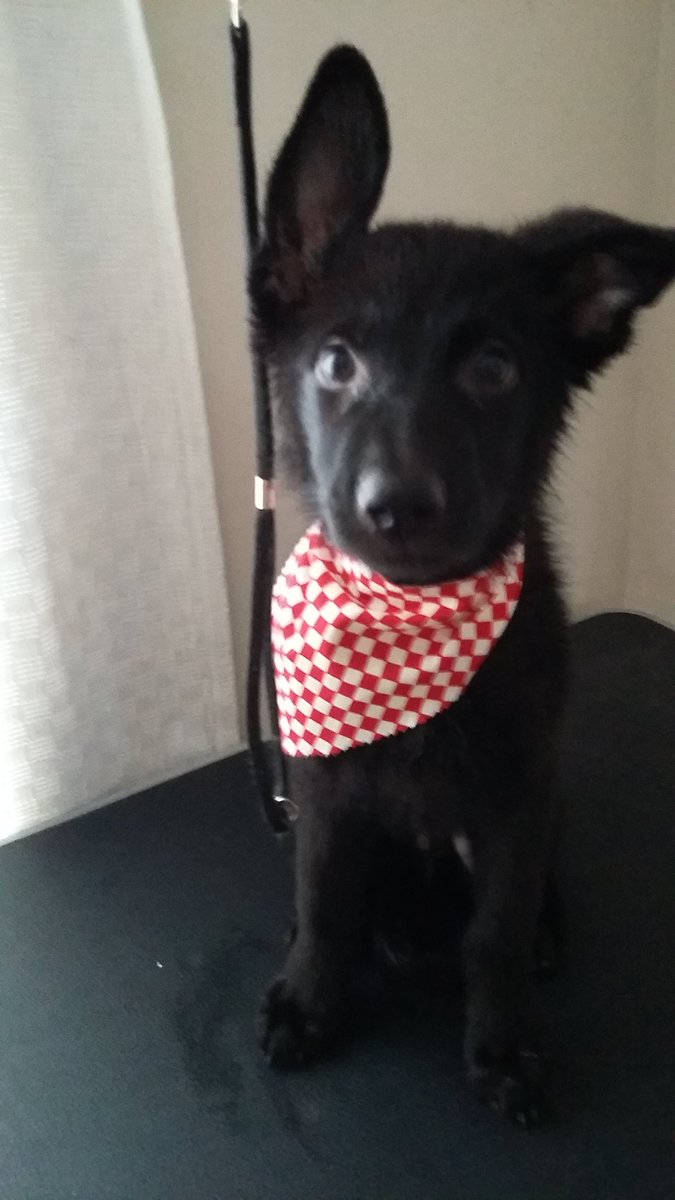 CassFoxworth's tweet photo. #cutestpuppy #germanshepherd https://t.co/VrNopmClHK