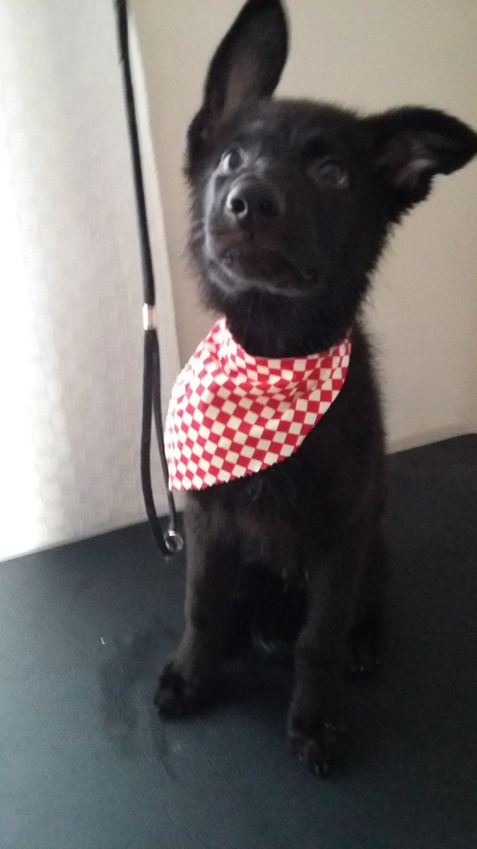 CassFoxworth's tweet photo. #cutestpuppy https://t.co/gMYrhFJCDQ