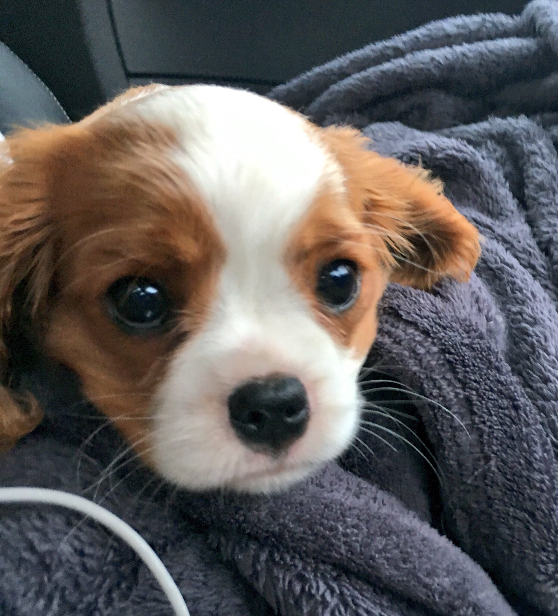 Ali-A on Twitter: "EEVEE'S COMING HOME - AHHH!