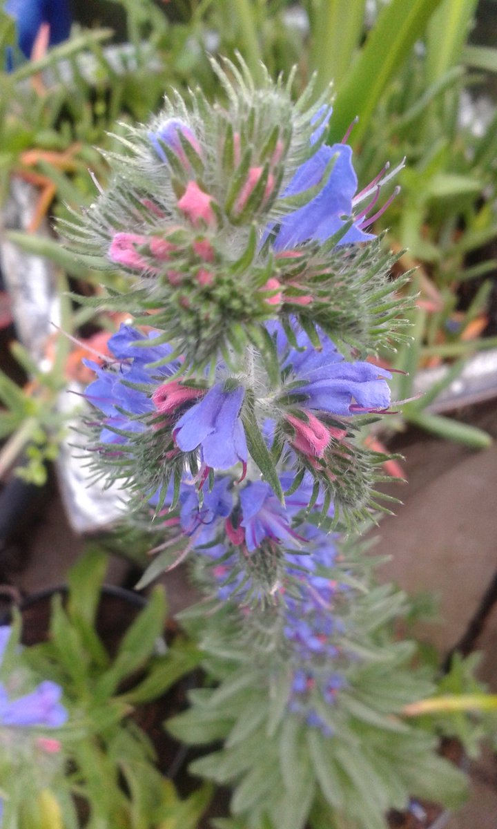 GriffinGlasshse's tweet photo. RT @Echiumworld: #echium vulgare closed tonight open again tomorrow for #buzzness @EdwinstoweHouse @Plantheritage 
https://t.co/QqNLbQpbF2