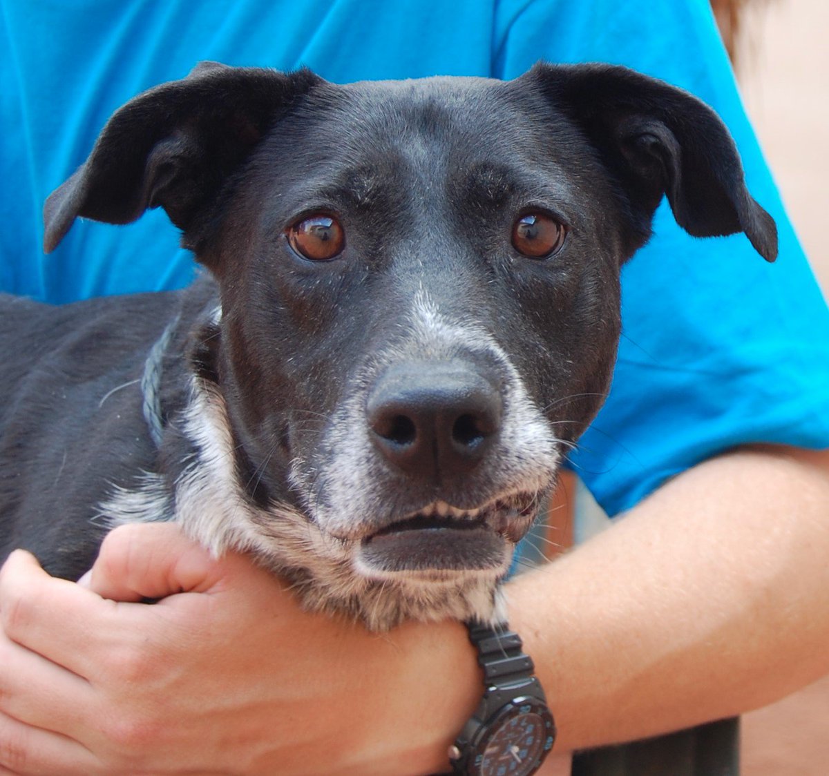 NevadaSPCA's tweet photo. Xena loves playing ball with kids!
'Worried face' vs. 'Happy face"
#adopt #LabPointer
https://t.co/vhZ5pub4IU https://t.co/wgXu8Jajc9