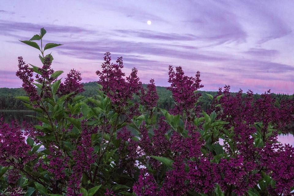 VisitNH's tweet photo. Scene of First Connecticut Lake. Explore it in #NH's Great North Woods this summer! Photo: FB fan Laura Fontaine https://t.co/fDxrJuaCEF