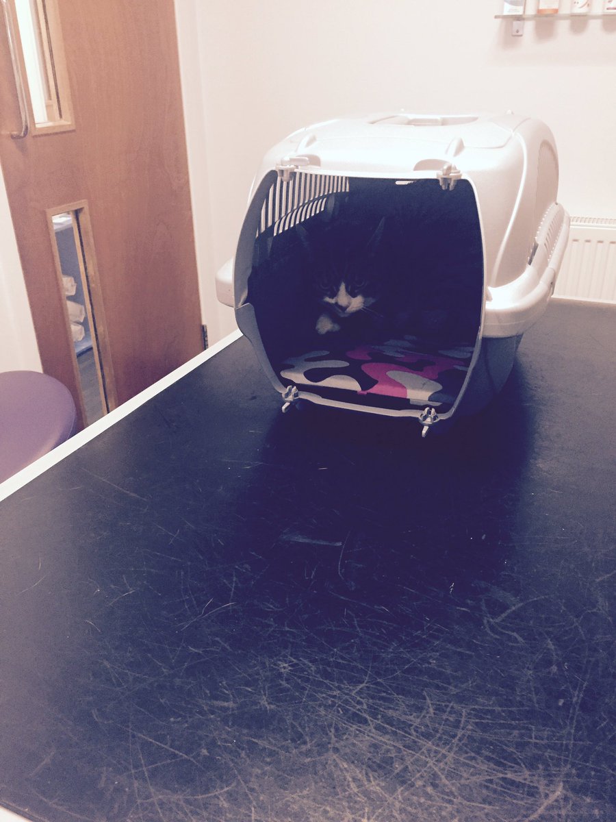 SignorinaGuy's tweet photo. Hope is definitely in. She ain't coming out. #CatsAgainstBrexit https://t.co/kBXyKhcVvN