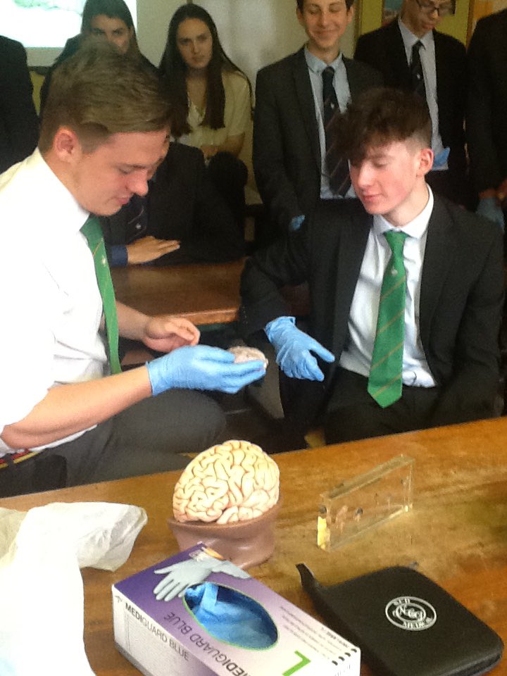 RGSHWPsychology's tweet photo. Brain Day participants dissect a sheep brain in the practical task https://t.co/wwA9SYmr3Q