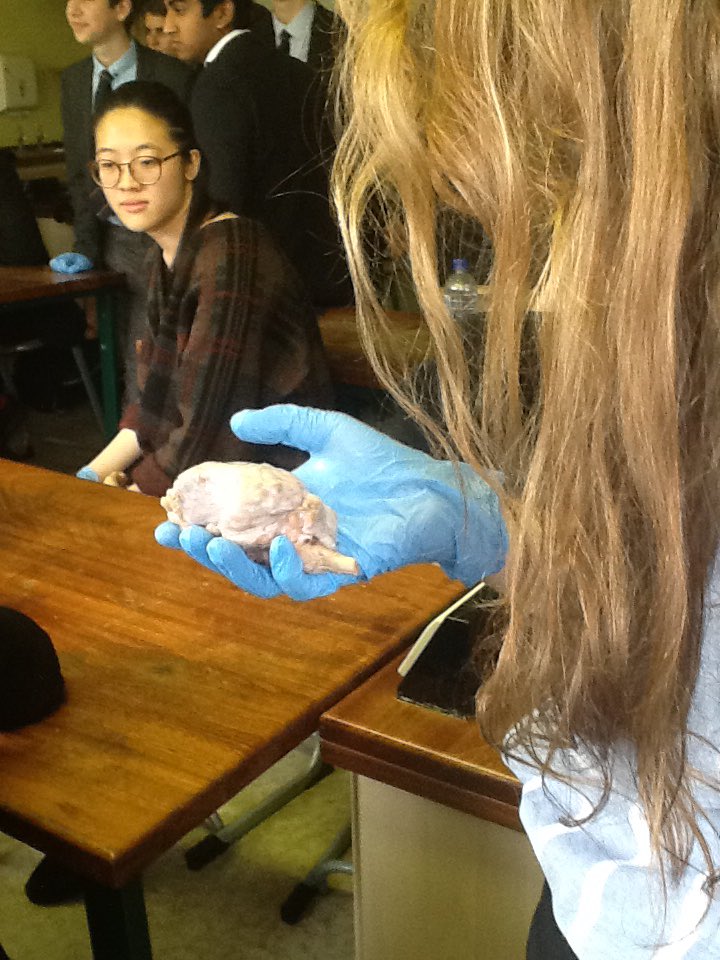 RGSHWPsychology's tweet photo. Brain Day participants dissect a sheep brain in the practical task https://t.co/wwA9SYmr3Q