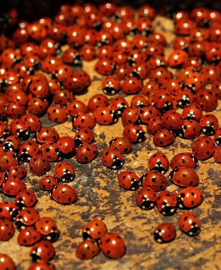 Kaderimin uğur böceği