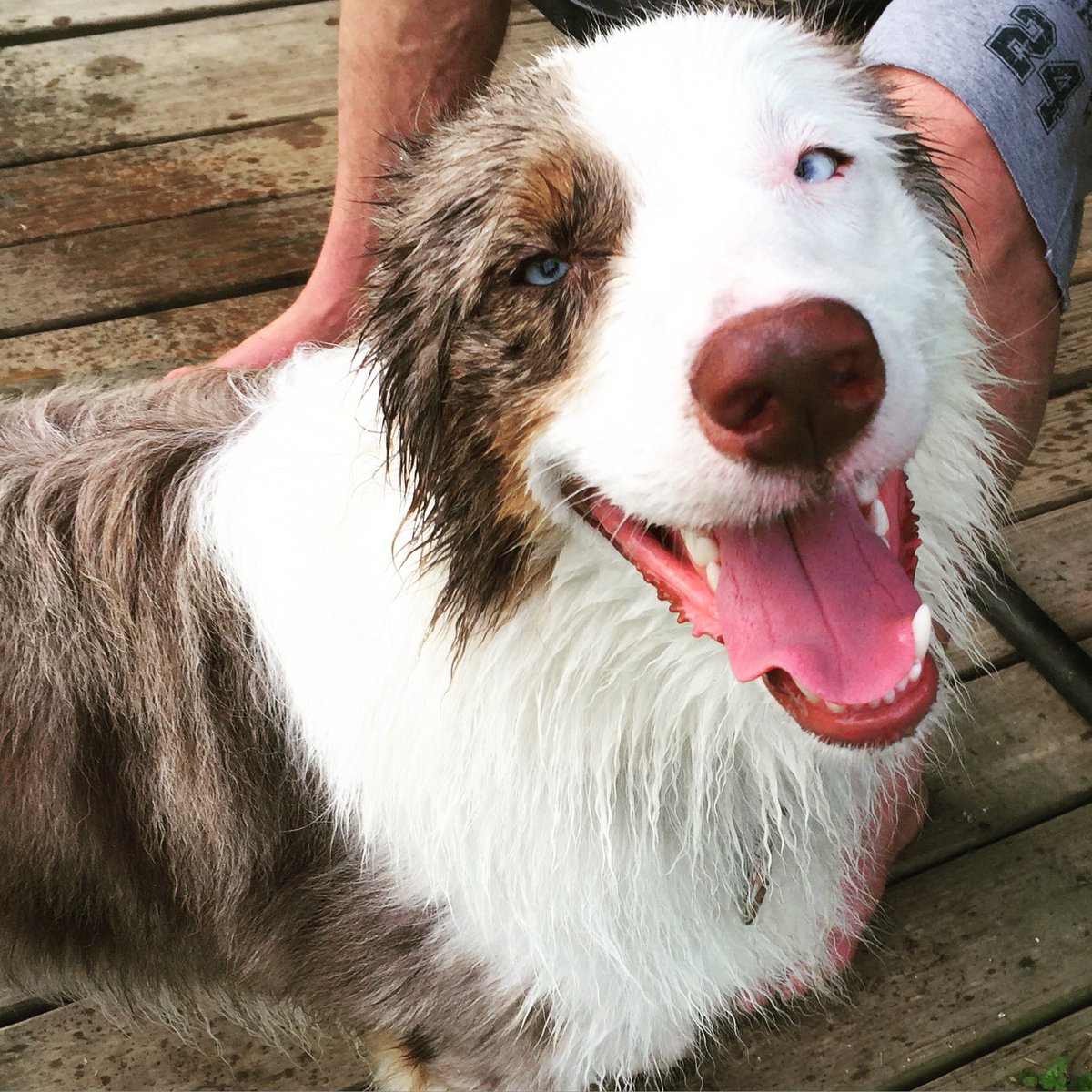 charliedog0515's tweet photo. Wet dog is happy dog #aussiejack https://t.co/9sqIgu2aCG