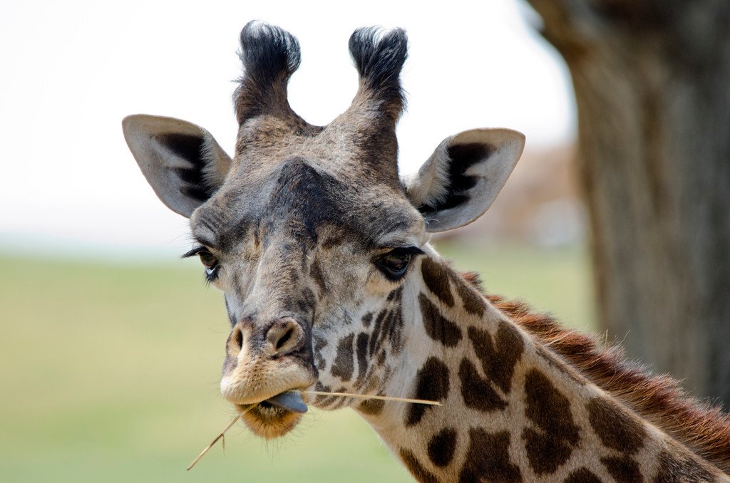 phoenixzoo's tweet photo. In honor of World Giraffe Day, a few of our fave giraffe photos! #WGD2016
@ us yours!
https://t.co/iCU2dx29bY https://t.co/GPjMbv4APP