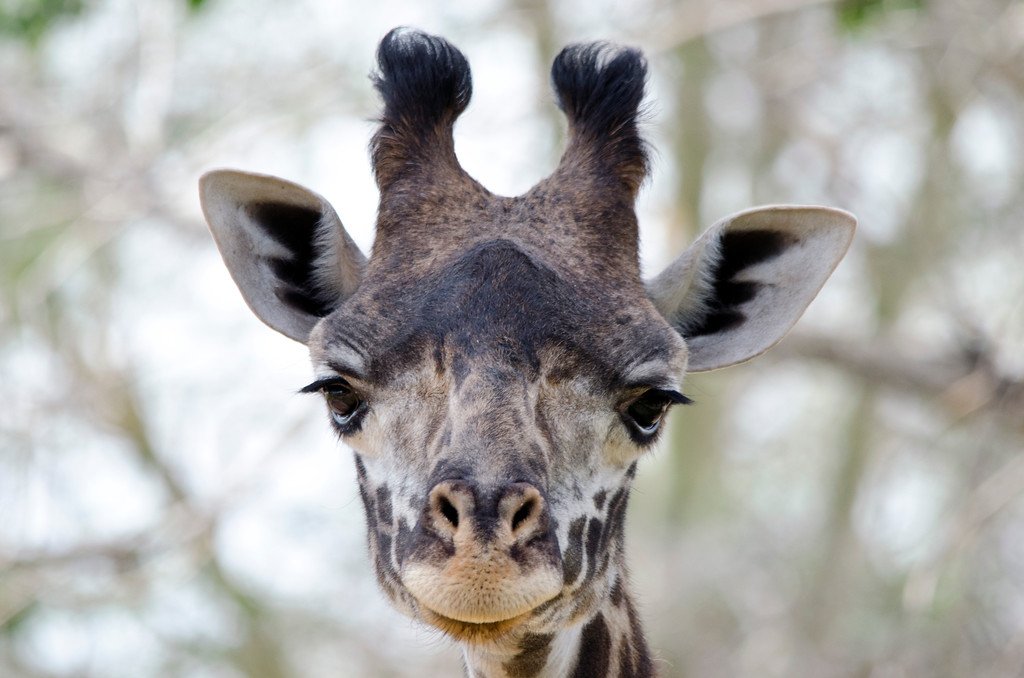 phoenixzoo's tweet photo. In honor of World Giraffe Day, a few of our fave giraffe photos! #WGD2016
@ us yours!
https://t.co/iCU2dx29bY https://t.co/GPjMbv4APP