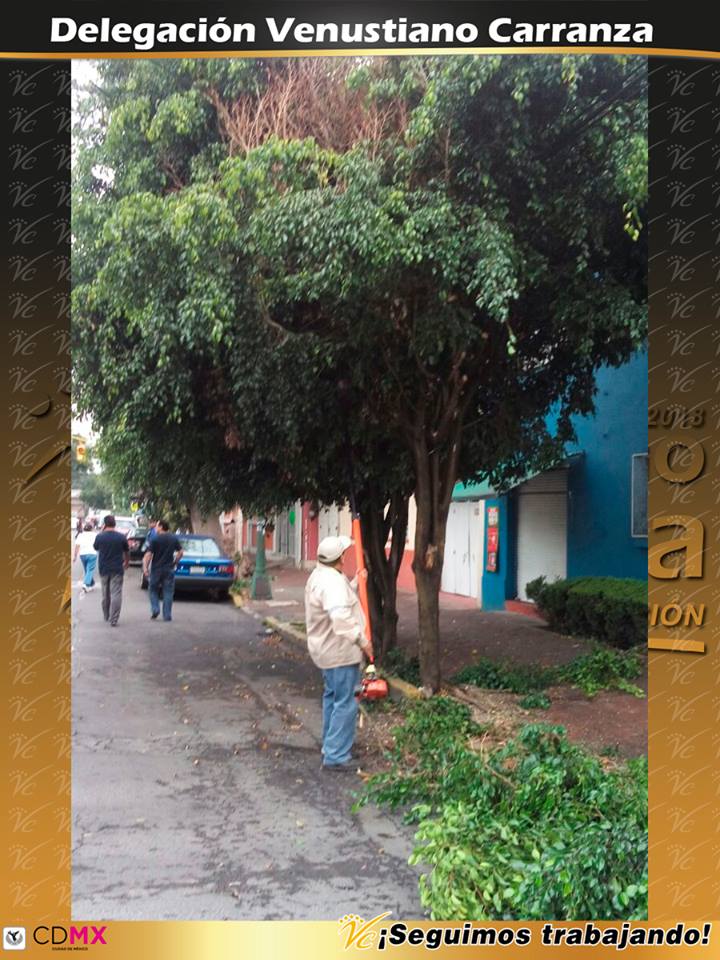 A_VCarranza's tweet photo. #SeguimosTrabajando En atención a las gestiones de nuestros vecinos, se realiza poda en la calle Rio Frío. https://t.co/tTgnVEByd2