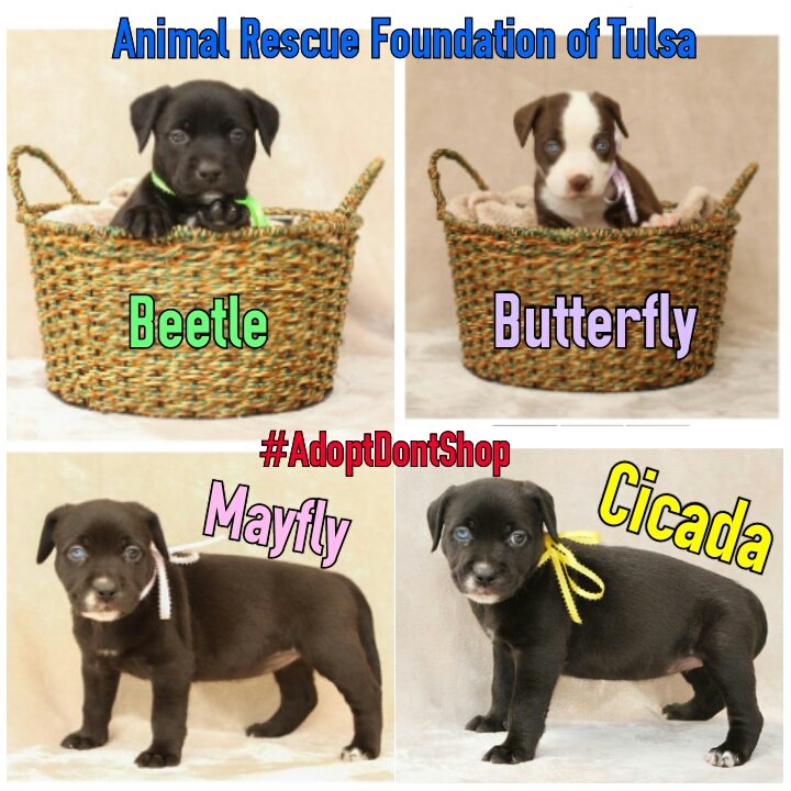 nikkibayouth's tweet photo. These puppies are available @ARFTulsa 52 & Yale, La Fortune Park 918-622-5962 #AdoptDontShop #ARFTulsa #puppies https://t.co/QhXjhg5q3T