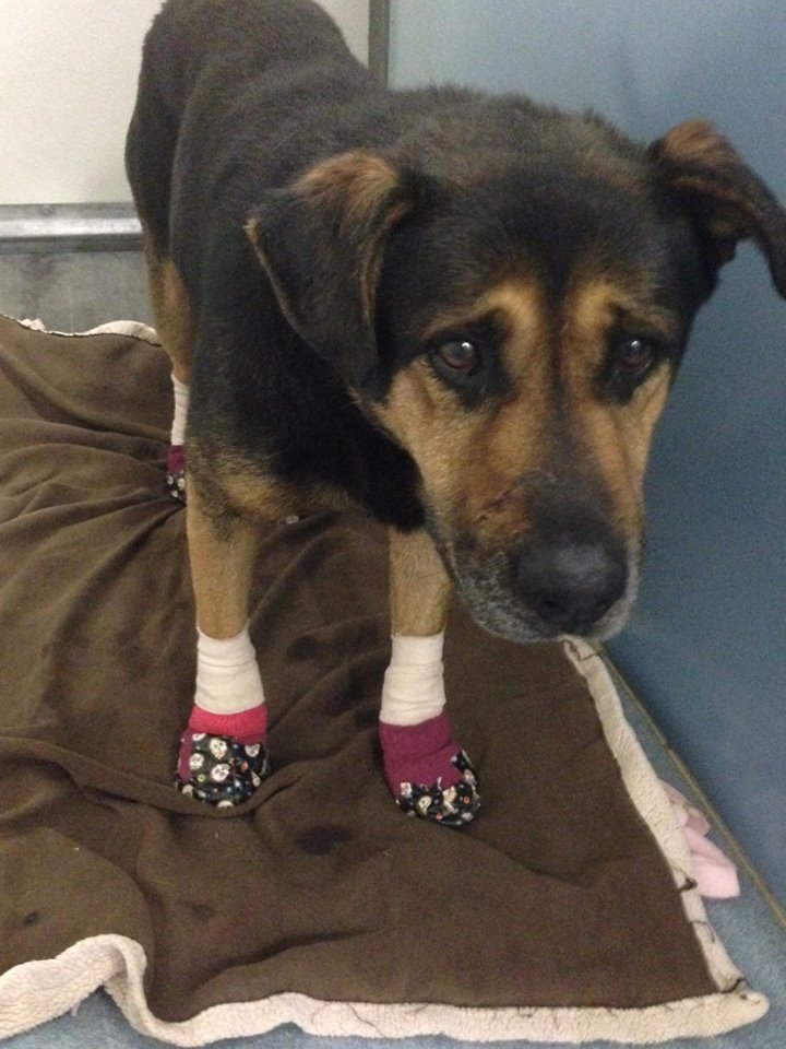 SanDiegoCounty's tweet photo. This injured dog from the #BorderFire is safe at our Bonita shelter, but we're looking for his owners. 619-236-2341 https://t.co/lKO9IwMMv8