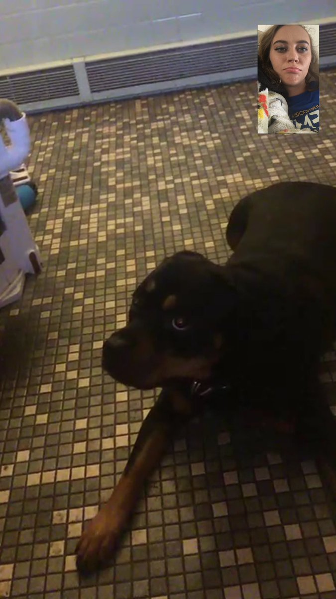 carlyschultz3's tweet photo. Just found the screenshots from when I FaceTimed my dog while I was at Senior Week https://t.co/t2u4PFOCoJ