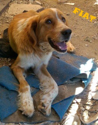 Adottamisubito Golden Retriever Meticcio Fiat T Co Fxir62dfmi Adozionecani Cani Cuccioli Cane Cucciolo