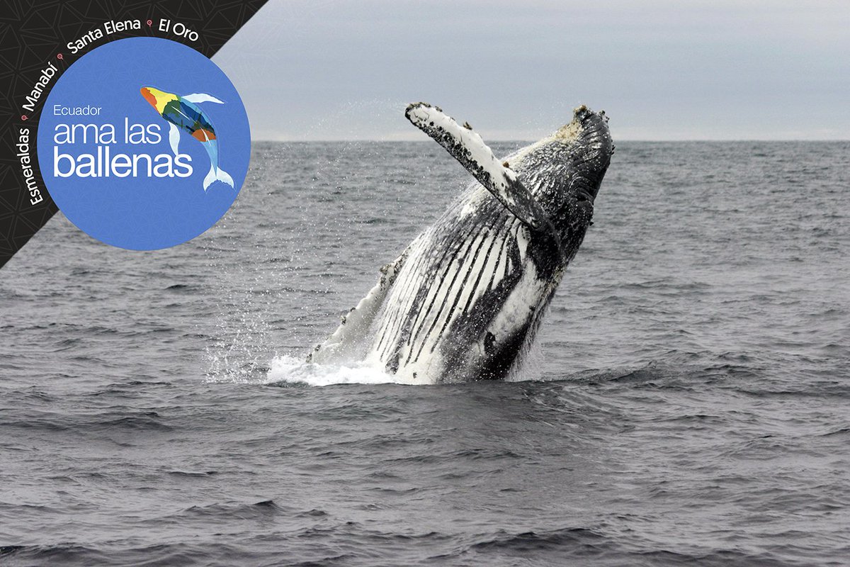 EcuadorTravel's tweet photo. ¡La temporada de avistamiento de ballenas ya empezó! No te pierdas este encuentro inolvidable #AmaLasBallenas 🐋🐋🐋 https://t.co/7QRqV4Jikq