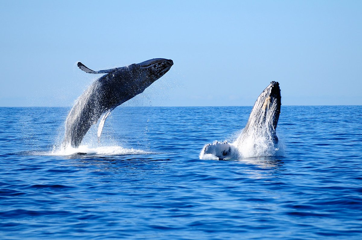 EcuadorTravel's tweet photo. ¡La temporada de avistamiento de ballenas ya empezó! No te pierdas este encuentro inolvidable #AmaLasBallenas 🐋🐋🐋 https://t.co/7QRqV4Jikq