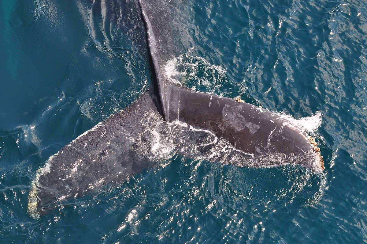 EcuadorTravel's tweet photo. ¡La temporada de avistamiento de ballenas ya empezó! No te pierdas este encuentro inolvidable #AmaLasBallenas 🐋🐋🐋 https://t.co/7QRqV4Jikq