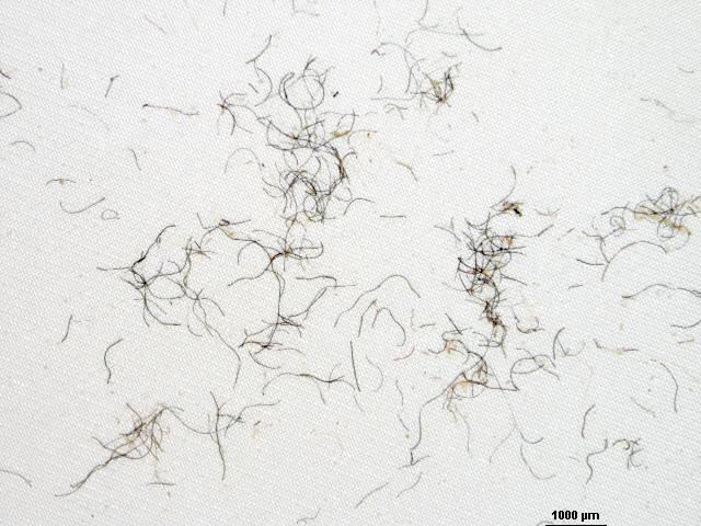 What Do We Know About Tiny Plastic Fibers in the Ocean? Learn more at The Cleanest Line: pat.ag/xc33