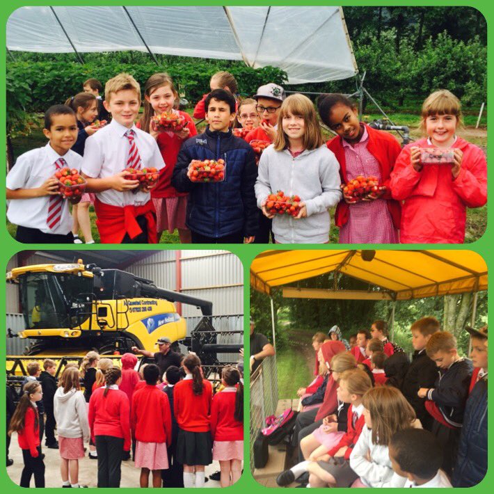 RiversideHfd's tweet photo. Year 5 had a fantastic day @CourtFarmPYO today #strawberries #farm #tractortour https://t.co/DpWKetqVXU